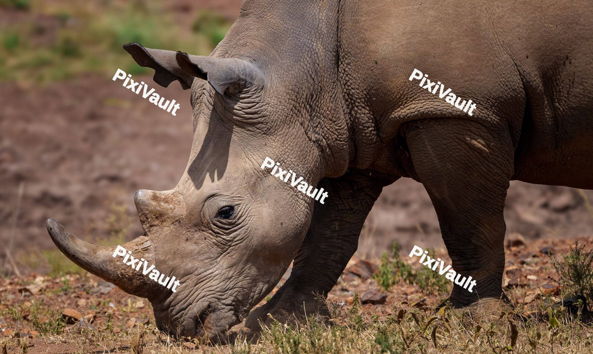 Southern white rhinoceros